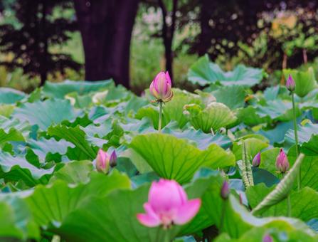 ハス池 ハスの花4ー46 ハス池 ハスの花4ー46 古代ハス,ハス,ハスの花の写真素材