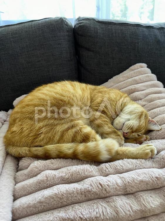 ソファーの上で丸まって昼寝する茶トラ猫１ 猫,ネコ,ソファーの写真素材