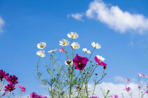 コスモスの花 コスモスの花 コスモス,コスモス畑,花の写真素材
