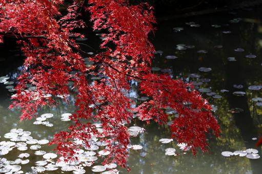 紅葉と池 もみじ,楓,かえでの写真素材