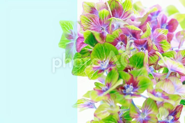 アジサイのカード 紫陽花,あじさい,贈り物の写真素材