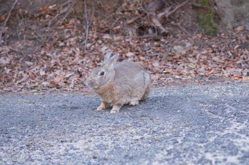 大久野のウサギ 大久野のウサギの写真