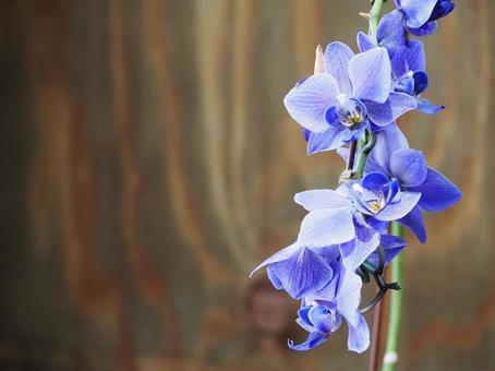 青い胡蝶蘭　ブルージーン② 花,青い花,胡蝶蘭の写真素材