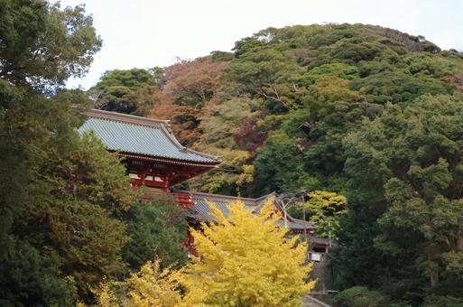 秋の鎌倉 鎌倉,鶴岡八幡宮,紅葉の写真素材