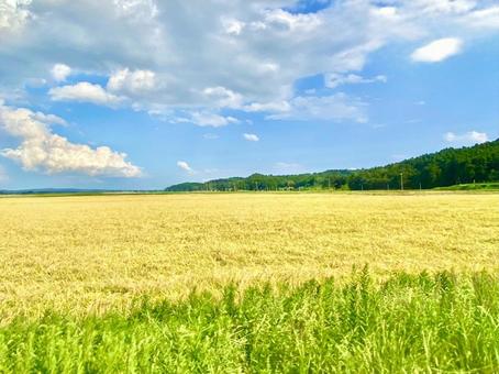 夏の田園 夏の田園 稲穂,稲作,空の写真素材