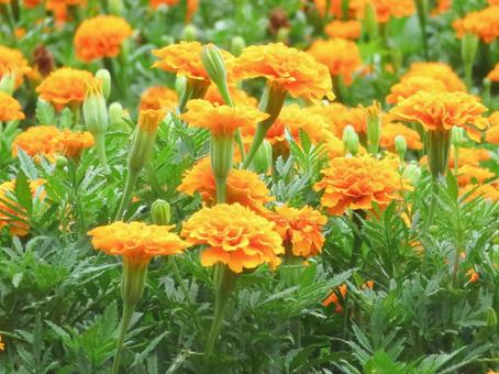 マリーゴールド ひまわり,ガーデニング,メルヘンの写真素材