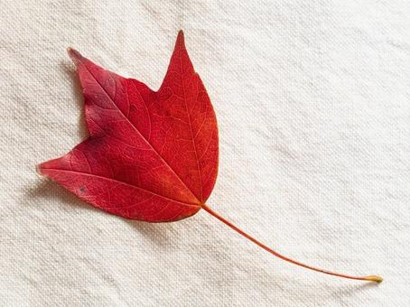 紅葉（トウカエデ） 紅葉,落ち葉,秋の写真素材