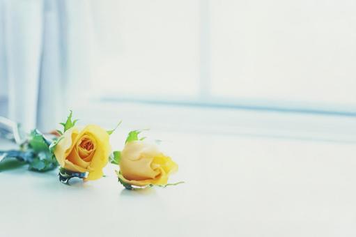 Photo, roses, white, curtain, 