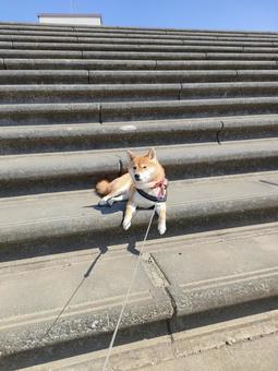 お散歩休憩中の柴犬! お散歩休憩中の柴犬! 犬,シバ,柴犬の写真素材