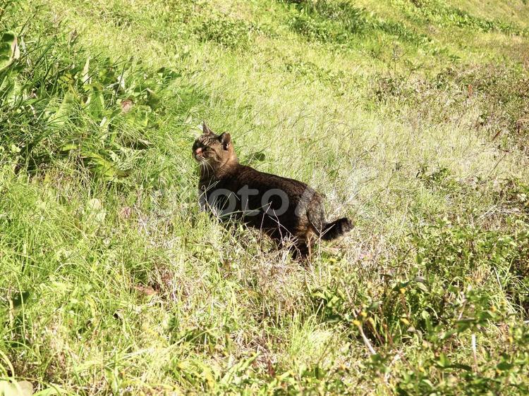 草むらを歩く野良猫 川辺,草むら,猫の写真素材