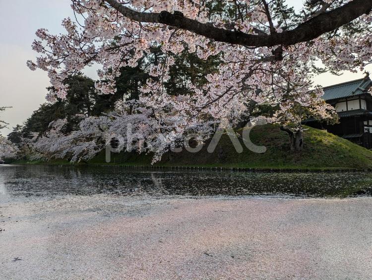 青森県弘前市　弘前公園　花筏　桜　3 青森県,弘前市,弘前公園の写真素材