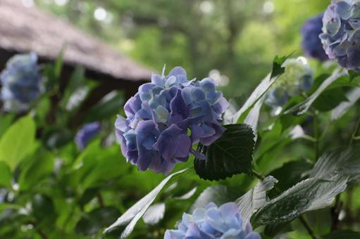Photo, hydrangea, june, rainy season, 