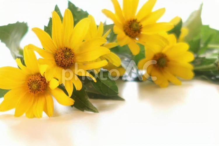 テーブルの上のヒメヒマワリアップで ヒメヒマワリ,キク科,黄色の花の写真素材
