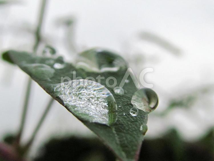 水滴と緑の葉の風景 水滴,しずく,雨の写真素材
