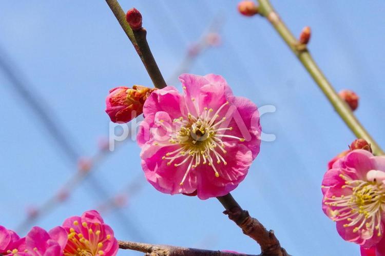 梅の花の接写（八重寒梅） 梅の花,梅,赤色の写真素材