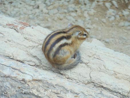 シマリス シマリス,リス,背中の写真素材