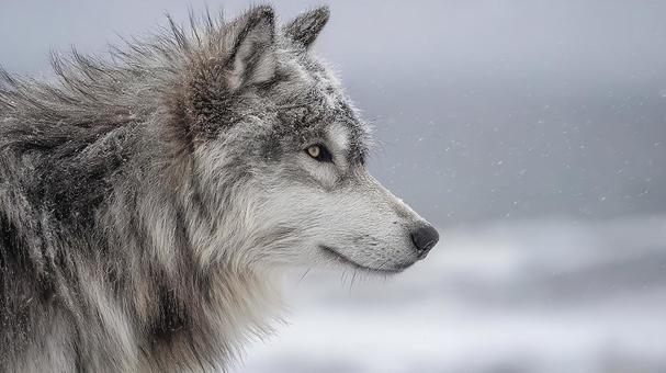 鋭い眼光を放つオオカミ 鋭い眼光を放つオオカミの写真