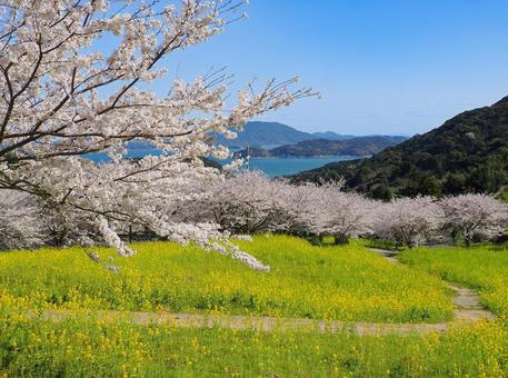 加茂ゆらりんこ橋の桜並木 加茂ゆらりんこ橋の桜並木 桜,桜並木,加茂ゆらりんこ橋の写真素材