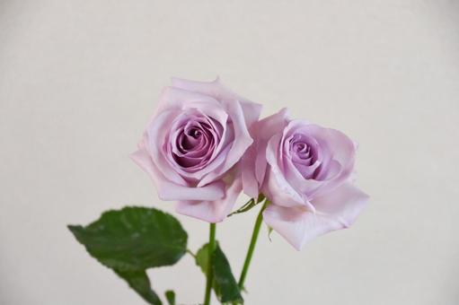 紫のばらの写真