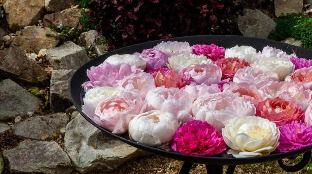 薔薇の花手水 薔薇の花手水の写真