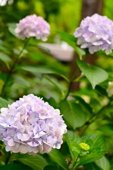 Pale purple hydrangea blooming in the rainy season sky, JPG