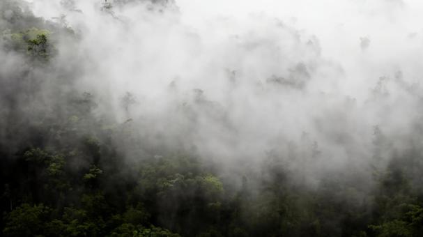 背景素材☆霧に包まれた森01 背景素材☆霧に包まれた森01の写真