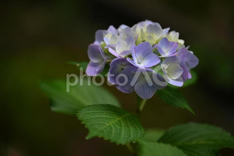 ヒメアジサイ ヒメアジサイ,アジサイ,花の写真素材
