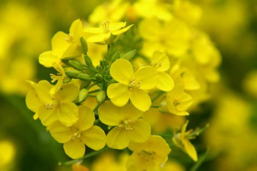 ナノハナ・菜の花　クローズアップ 草花,ナノハナ,冬春の写真素材