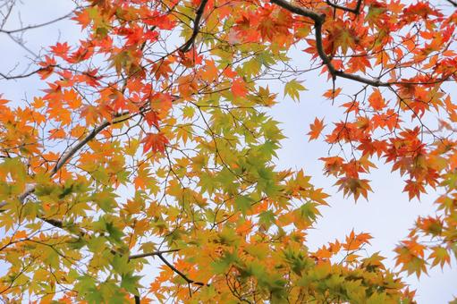 カラフルな秋の紅葉 カラフルな秋の紅葉 紅葉,秋,もみじの写真素材