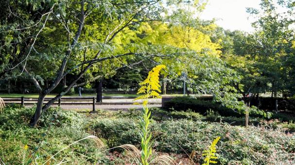 秋のミューズパーク・秋の花と木々・秩父市 秋のミューズパーク・秋の花と木々・秩父市の写真