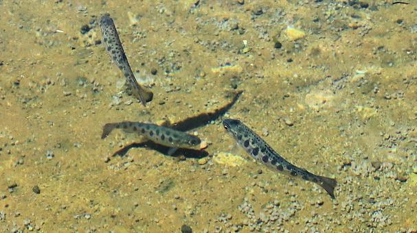 Photo, yamame, chuan fish, mountain female fish, 