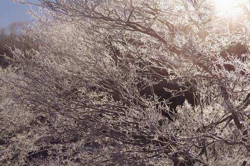 樹氷 樹氷の写真
