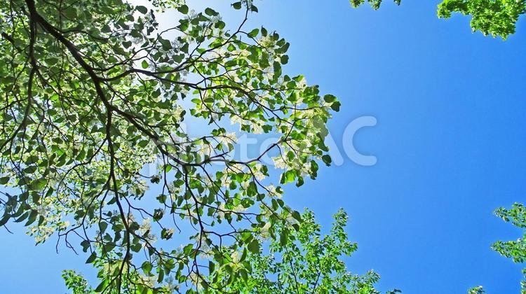 樹木と空 木,キラキラ,壁紙の写真素材