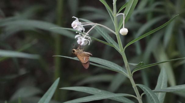 フウセントウワタにとまるイチモンジセセリ フウセントウワタにとまるイチモンジセセリ 蝶々,ちょうちょ,花壇の写真素材