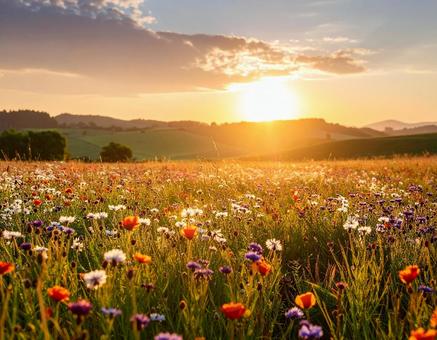 夕日に照らされる野生の花 花畑1 夕日に照らされる野生の花 花畑1の写真