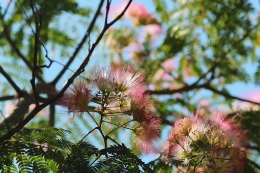 Photo, nemnock, silk tree, flower, 