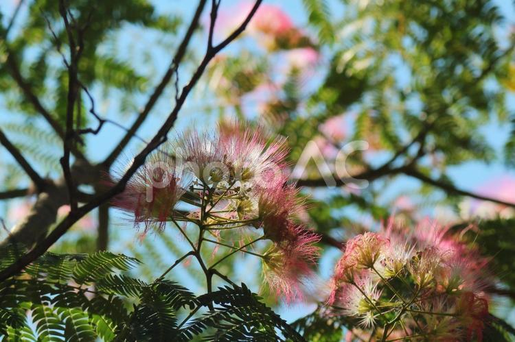 ネムノキの花 ネムノキ,合歓木,花の写真素材