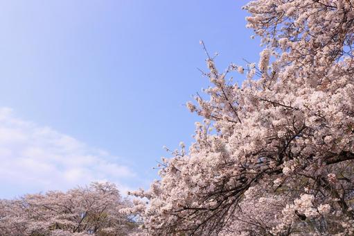 桜と空 桜と空の写真
