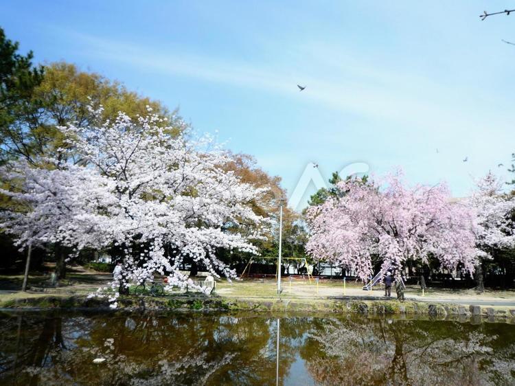 池のほとりの桜 桜,サクラ,ピンクの写真素材