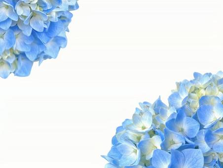 紫陽花の背景 紫陽花の背景の写真
