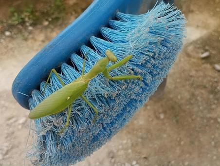 見つかっちまったカマキリ 家庭菜園,秋,風景の写真素材