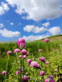 ピンク色の千日紅 ピンク色の千日紅の写真