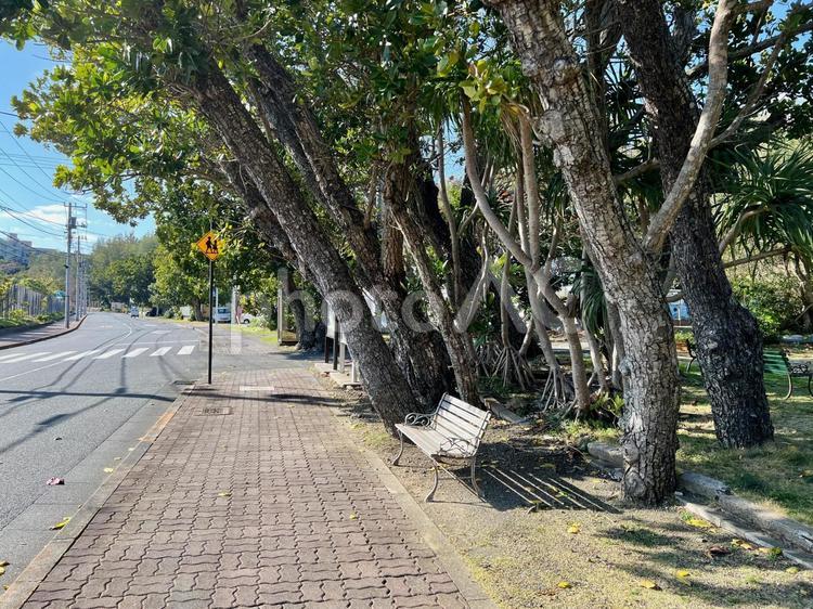 【小笠原】海岸通りの風景 ベンチ,公園,道路の写真素材