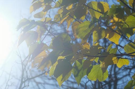 木漏れ日の中の緑の葉 木漏れ日,葉,葉っぱの写真素材