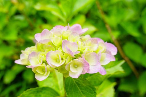 咲き始めのアジサイの花房 咲き始めのアジサイの花房の写真