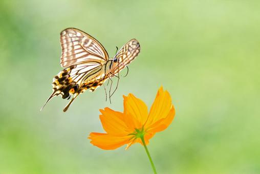 Photo, swallowtail, এবং ইয়াং ইয়ু, swallowtail প্রজাপতি, 