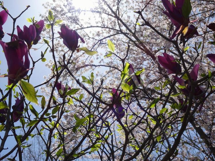 モクレンと桜-4 モクレン,紅紫,葉の写真素材