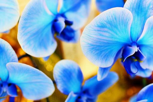 青い胡蝶蘭２ コチョウラン,胡蝶蘭,ランの写真素材