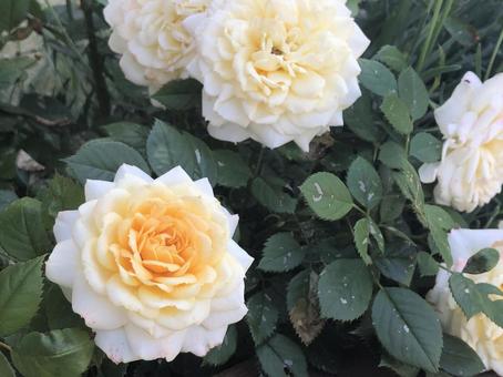 クリーム色の上品なバラ 植物,花,自然の写真素材