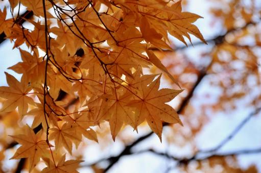 椛 紅葉,秋,風景の写真素材